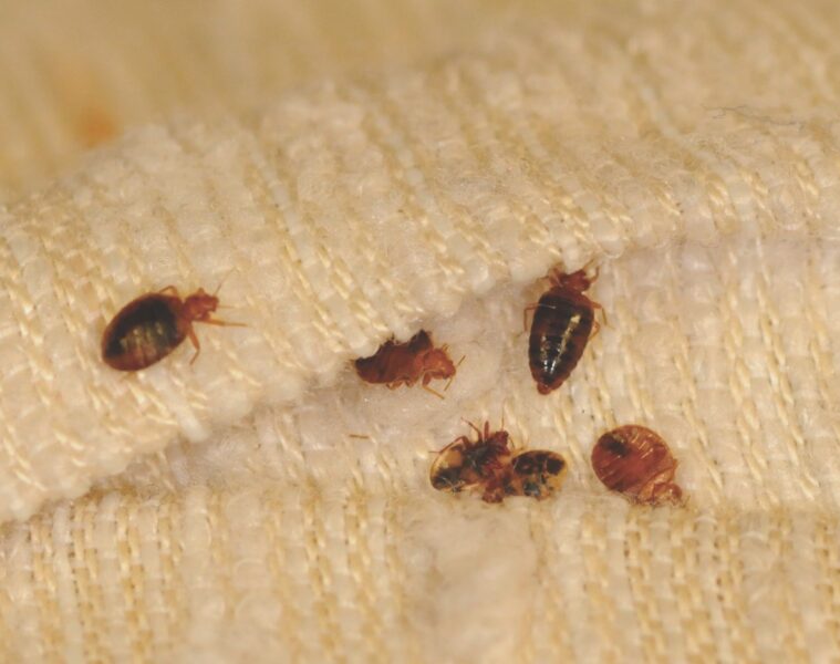 Клоп квартирный фото — Каталог Фото