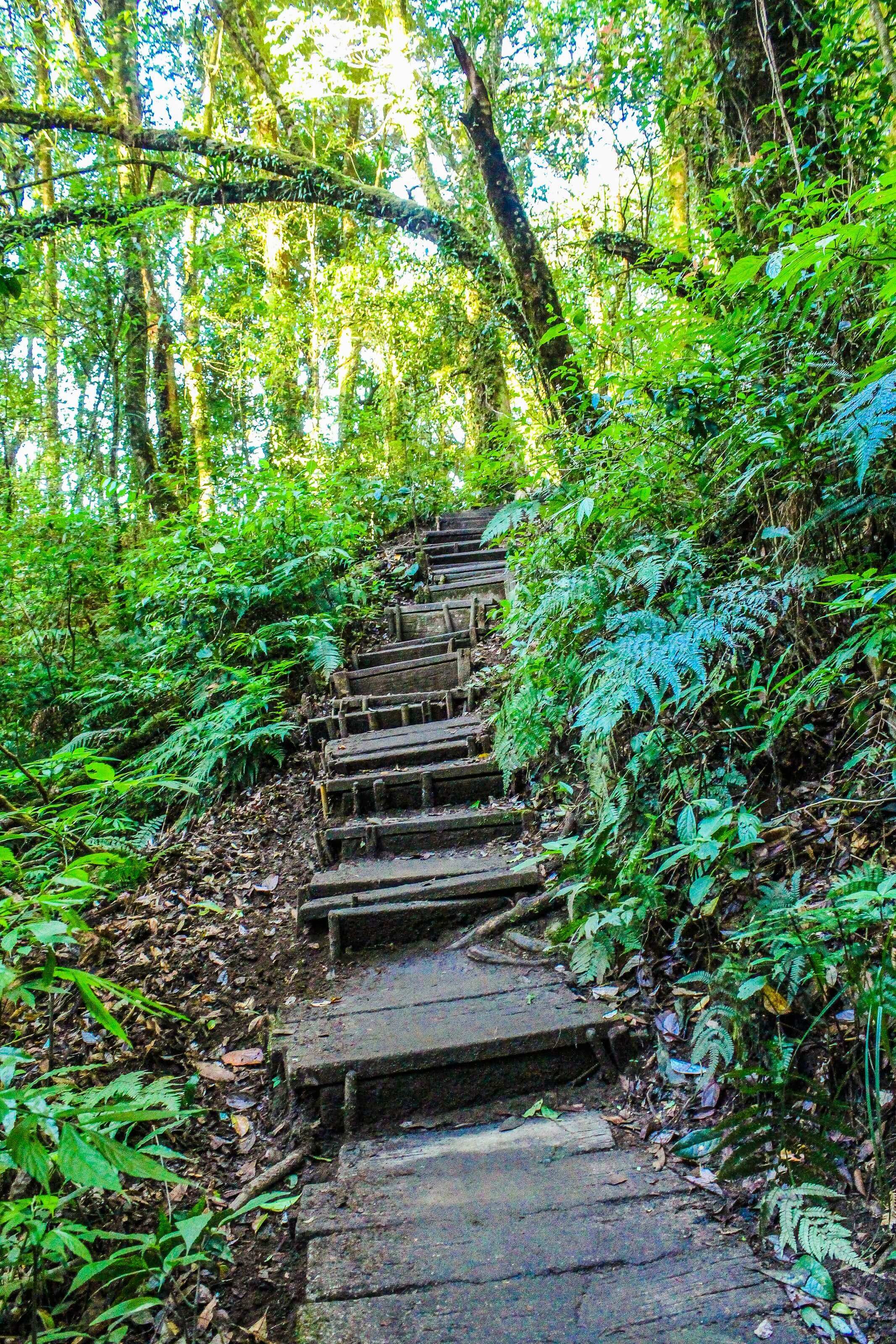 random stairs in the woods