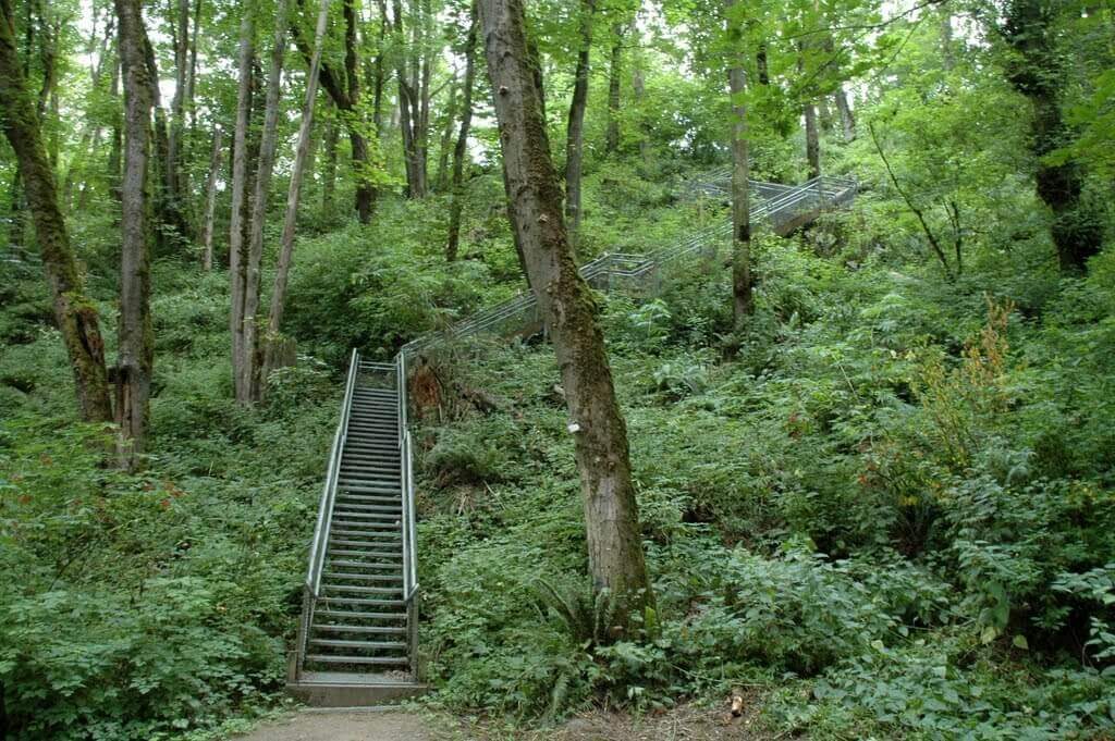 random stairs in the woods