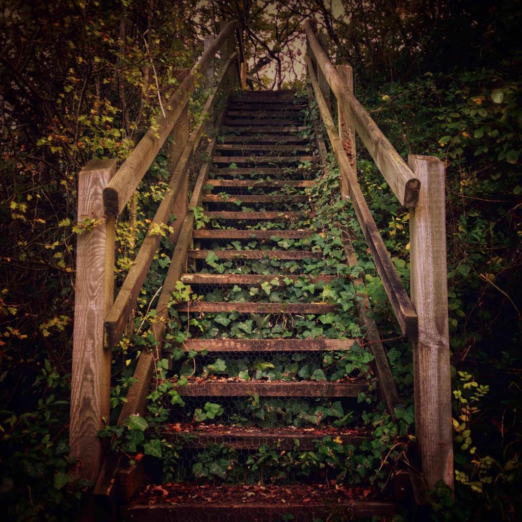 random stairs in the woods