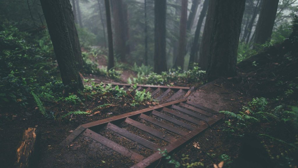 random stairs in the woods