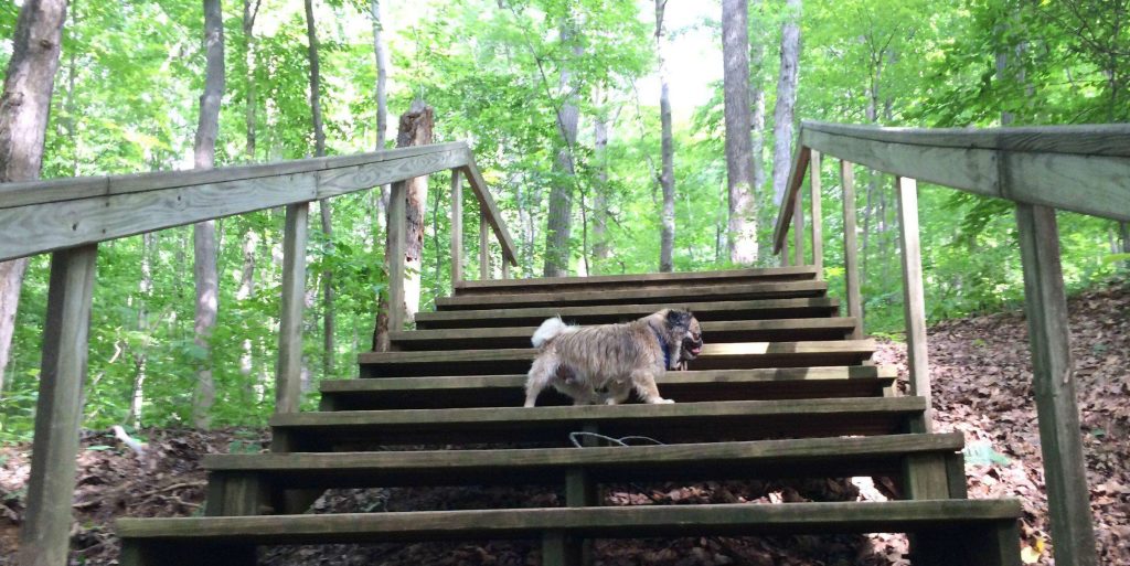 random stairs in the woods