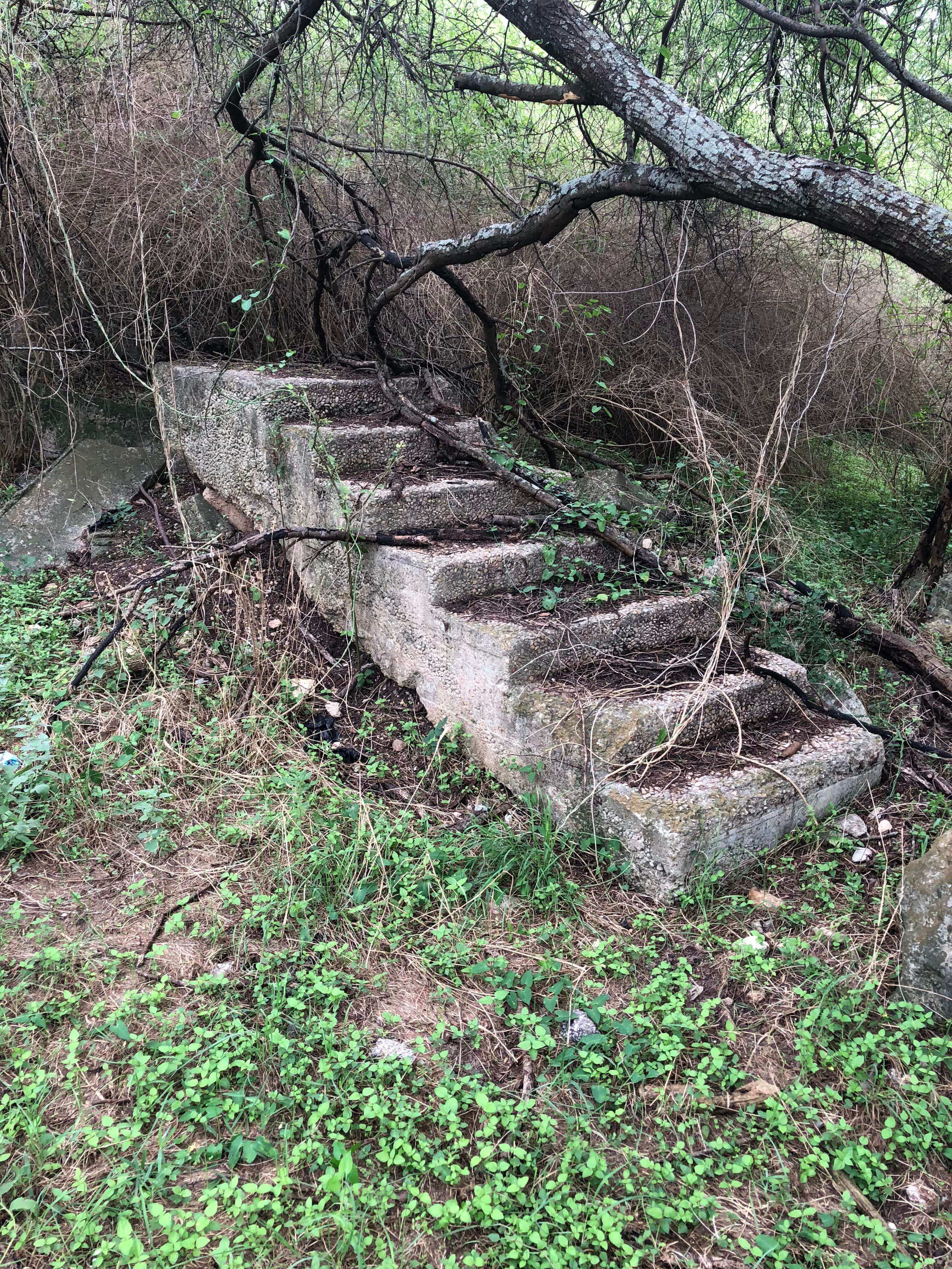 random stairs in the woods