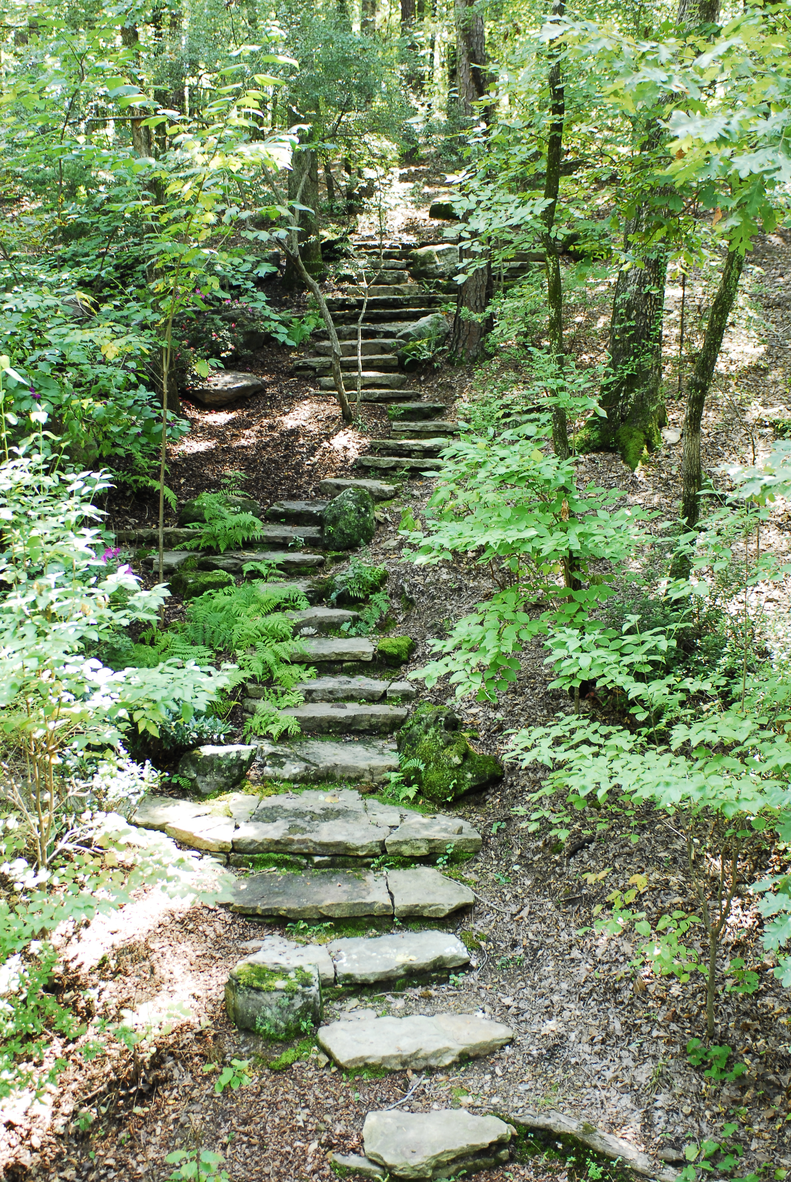 random stairs in the woods