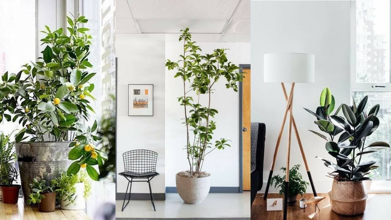 21 Stunning Ideas For Indoor House Plant