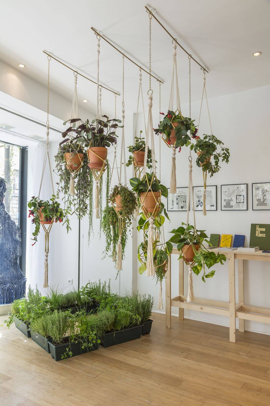 house plant ideas