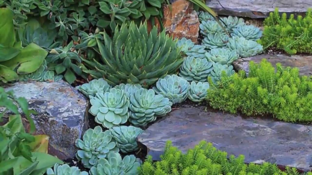 15 Outdoor Succulent Garden Ideas On Budget