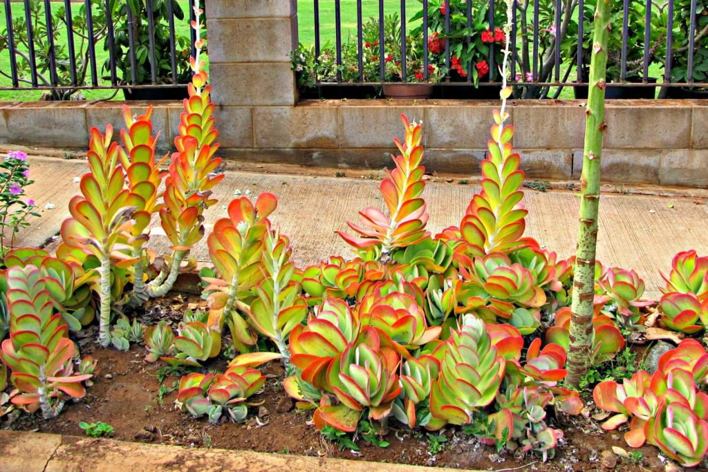 succulent garden ideas outdoor