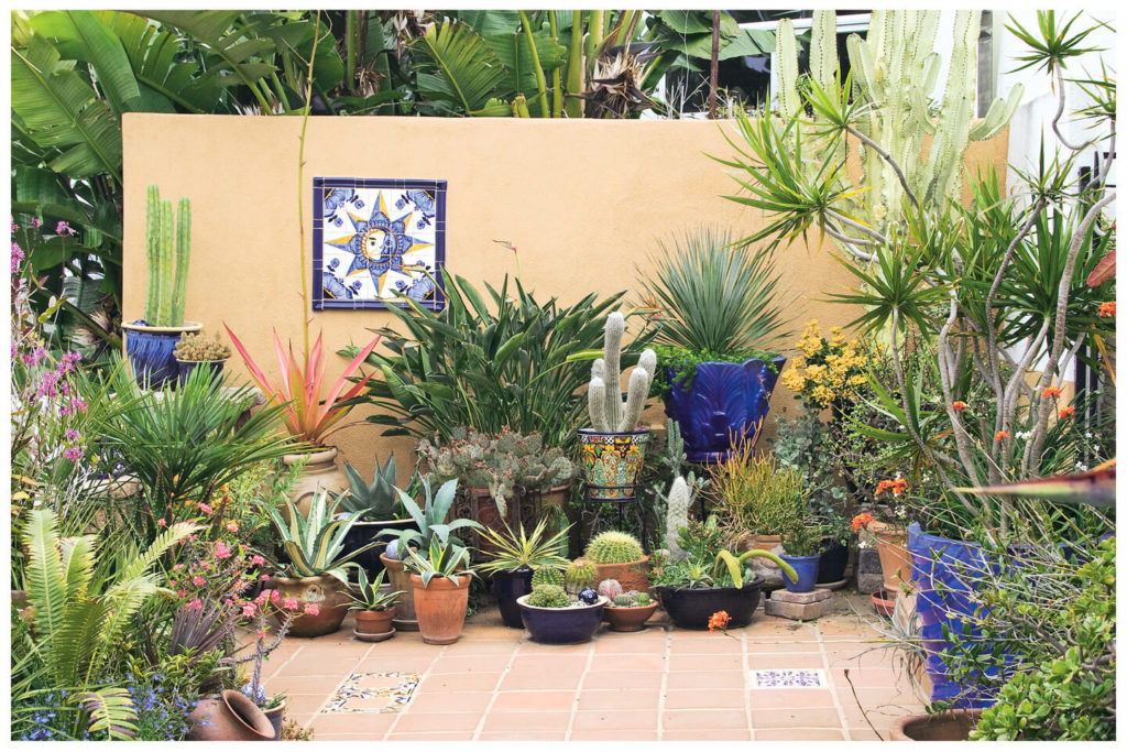 succulent garden ideas outdoor