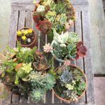 15+ Outdoor Succulent Garden Ideas On Budget