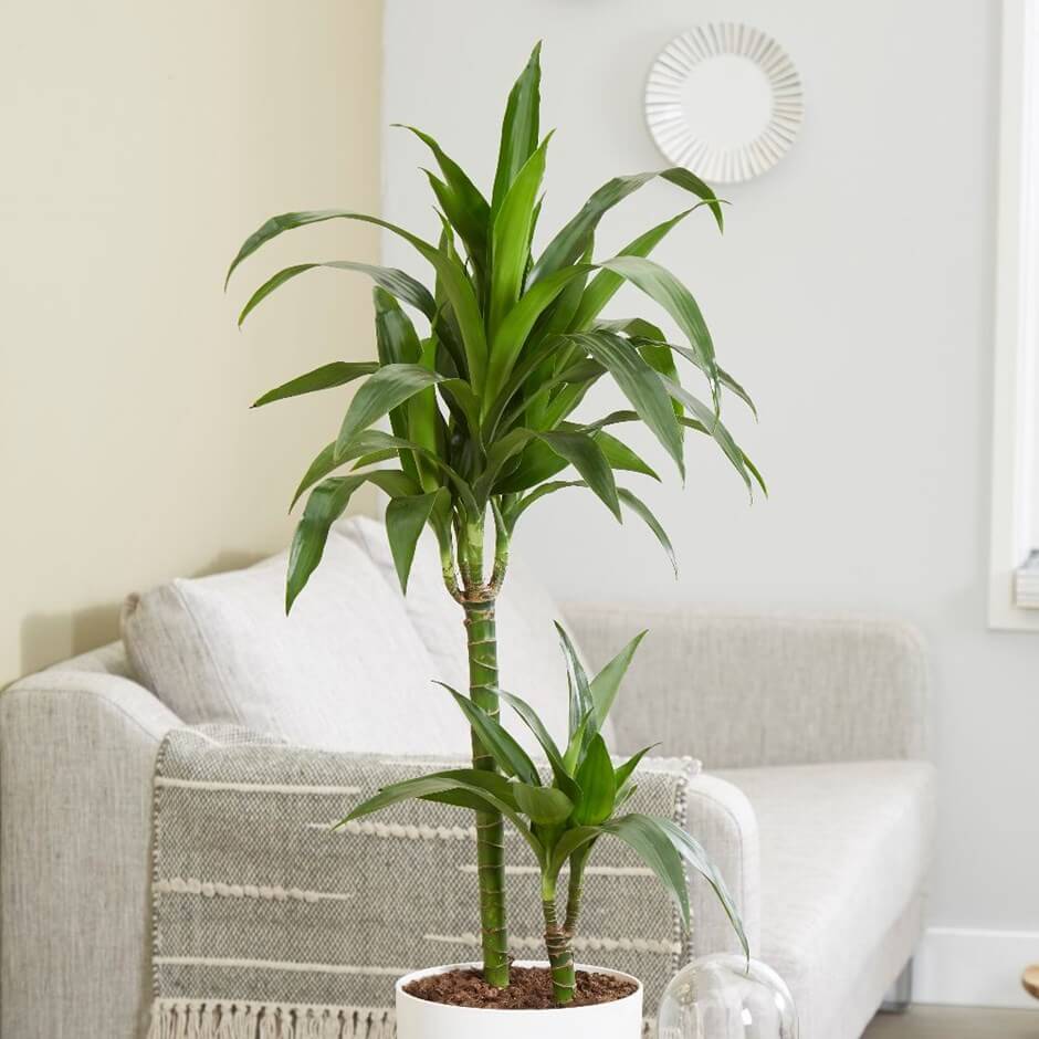 tall indoor plants with big leaves