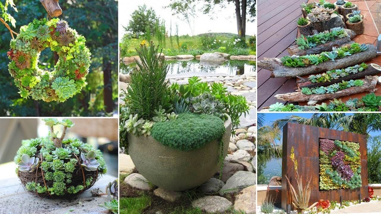 succulent garden ideas outdoor