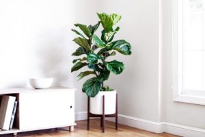 21 Tall Indoor Plants With Big Leaves - The Architecture Designs