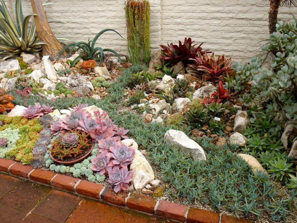 succulent garden ideas outdoor