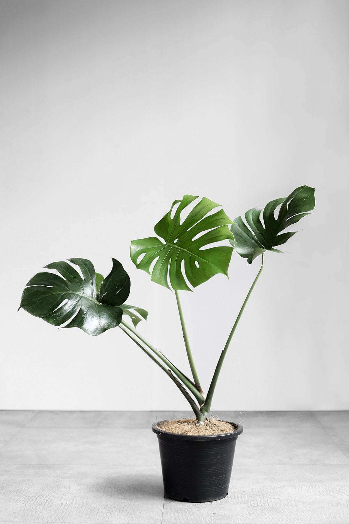 tall indoor plants with big leaves