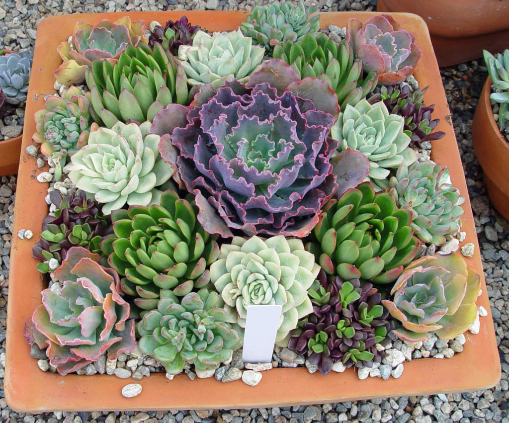 succulent garden ideas outdoor