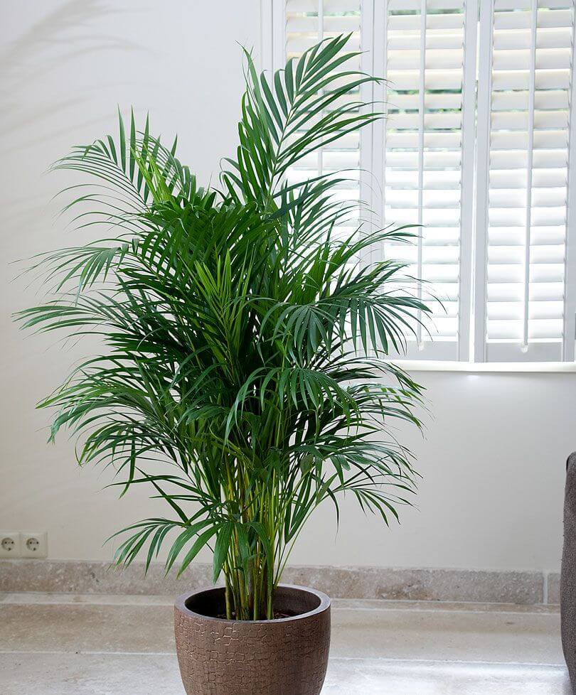 tall indoor plants with big leaves