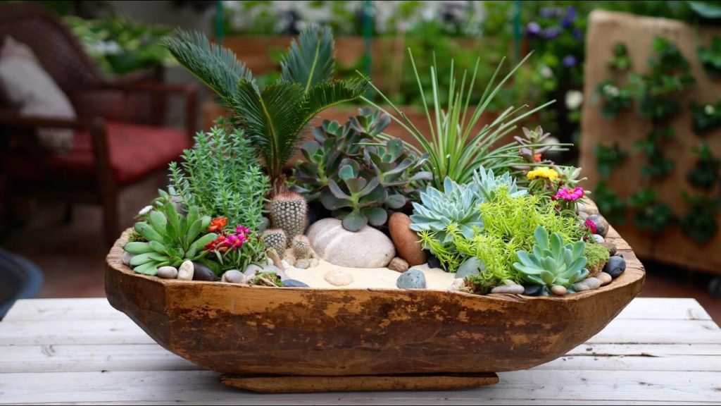 succulent garden ideas outdoor