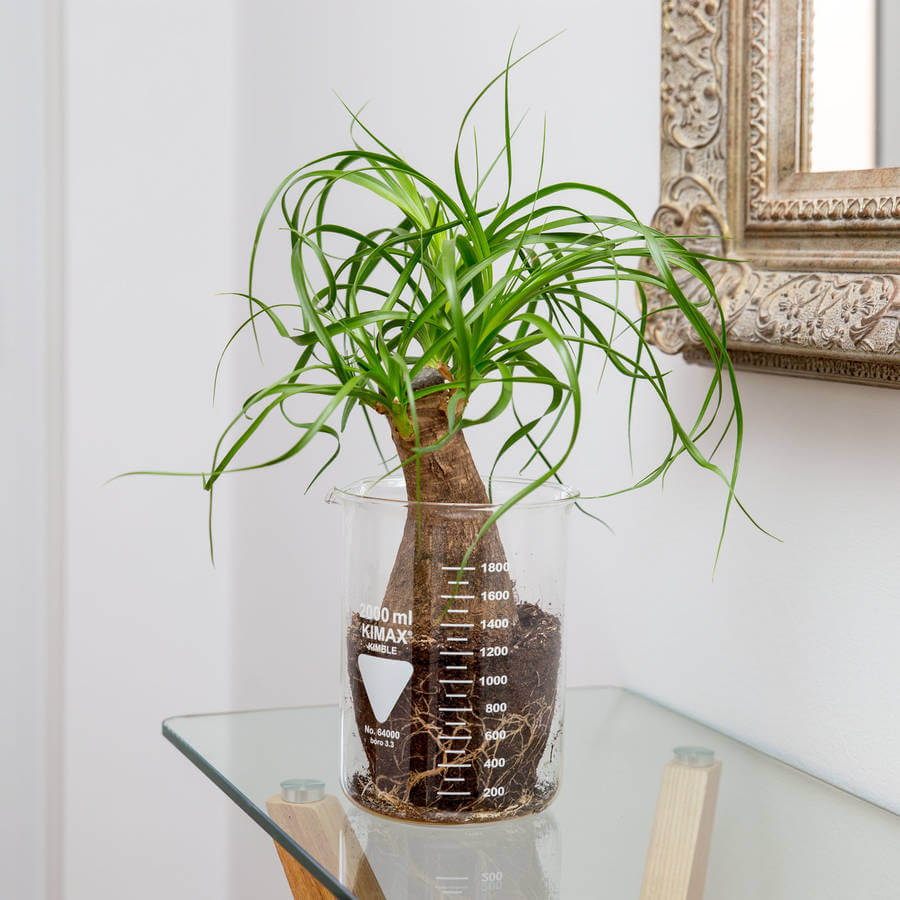 tall indoor plants with big leaves