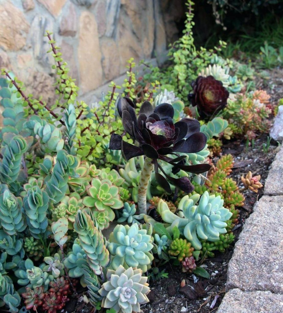 succulent garden ideas outdoor