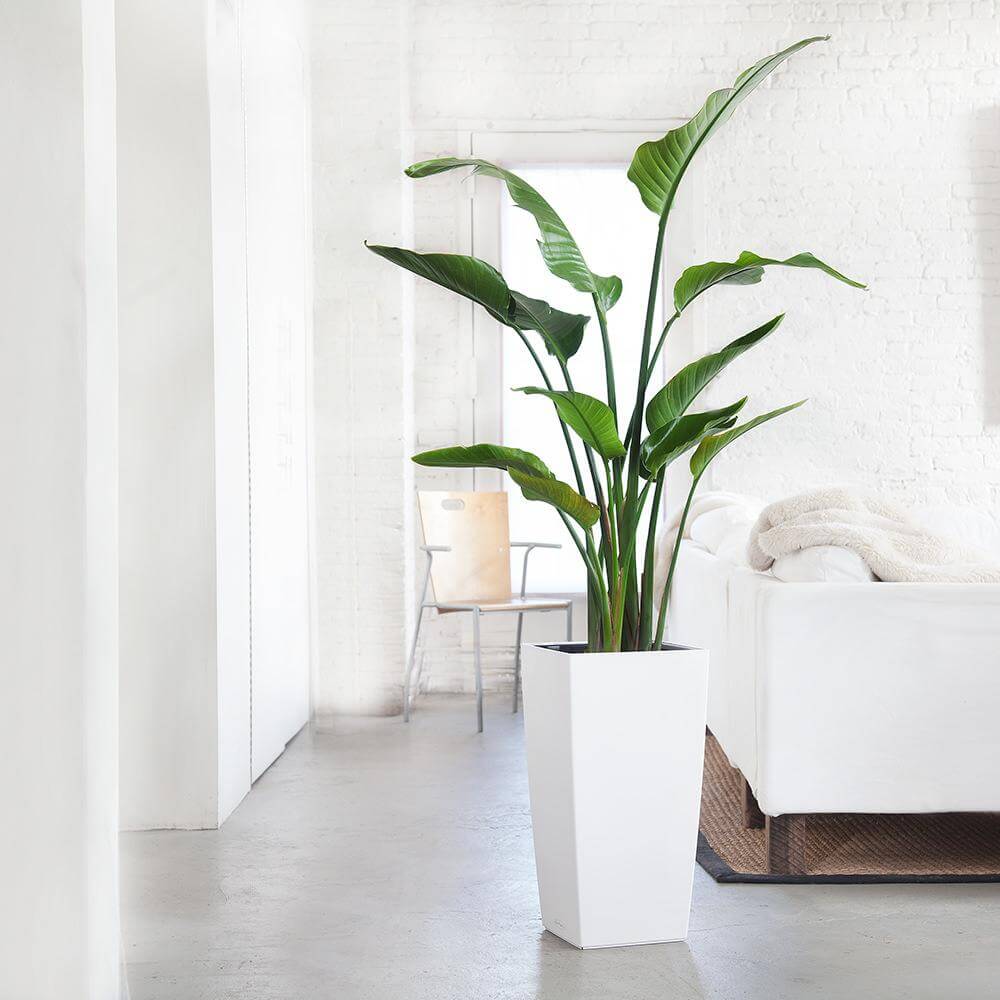 tall house plants with big leaves