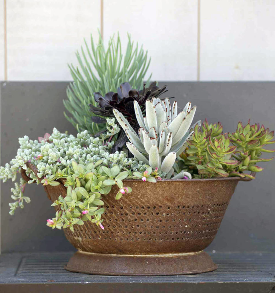 succulent garden ideas outdoor