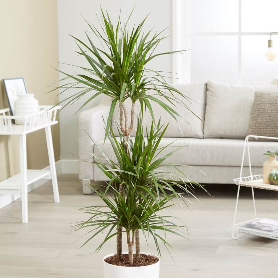 tall indoor plants with big leaves