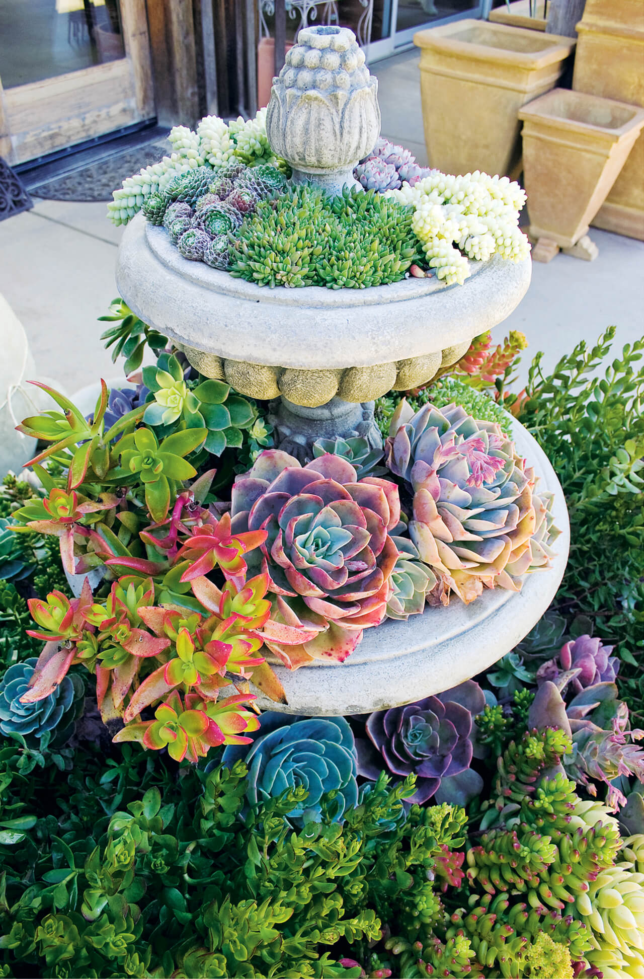 succulent garden ideas outdoor