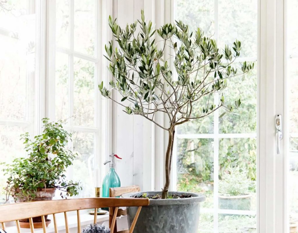 tall indoor plants with big leaves