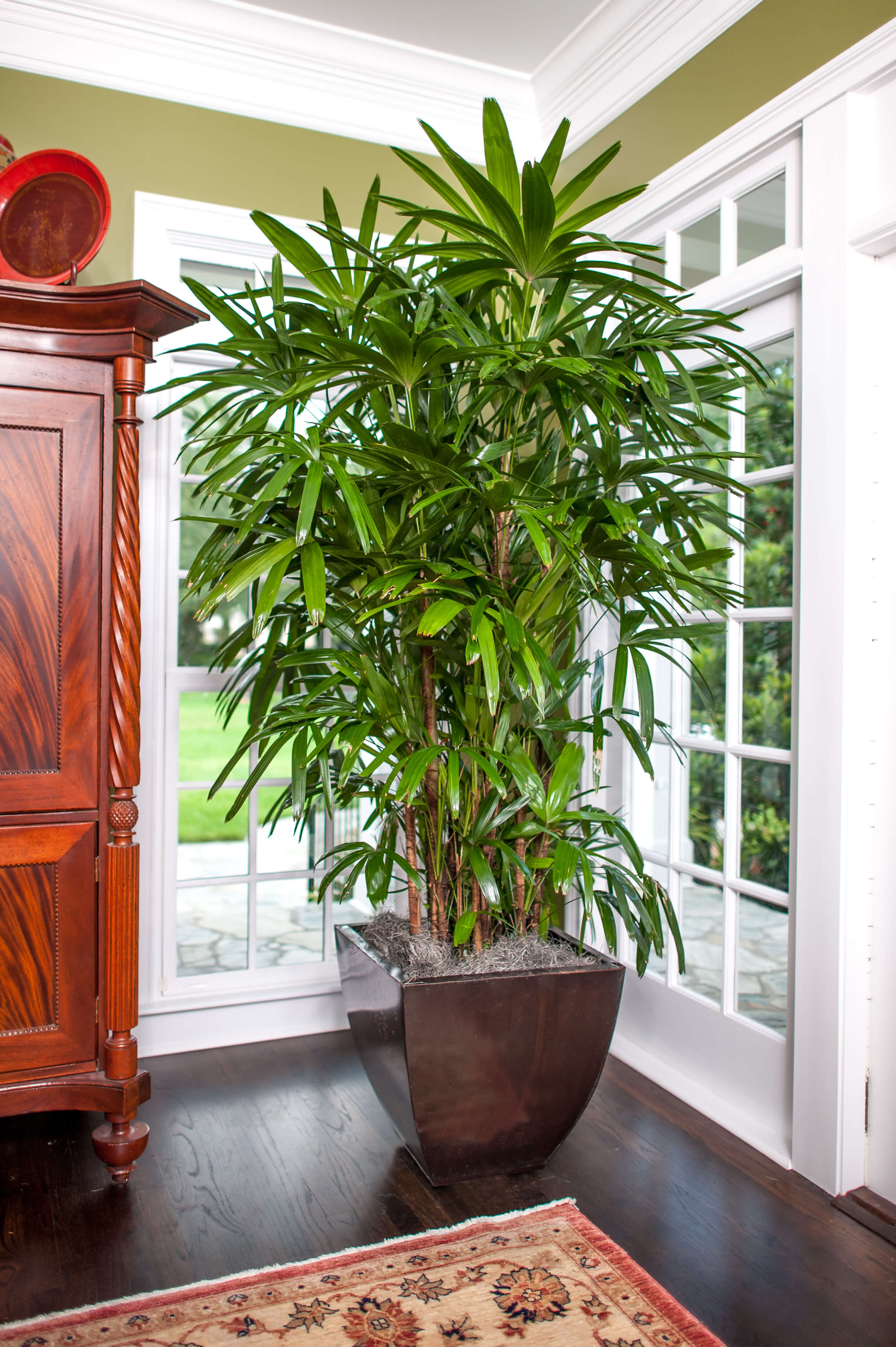 houseplants rhapis plantz grown palms ficus care garrdenersadvice sent