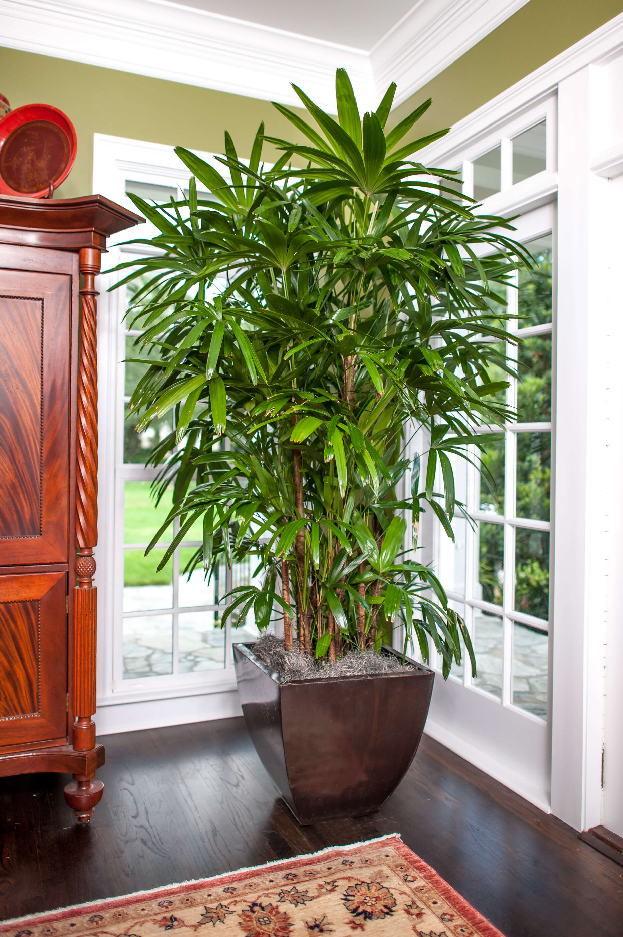 tall indoor plants with big leaves