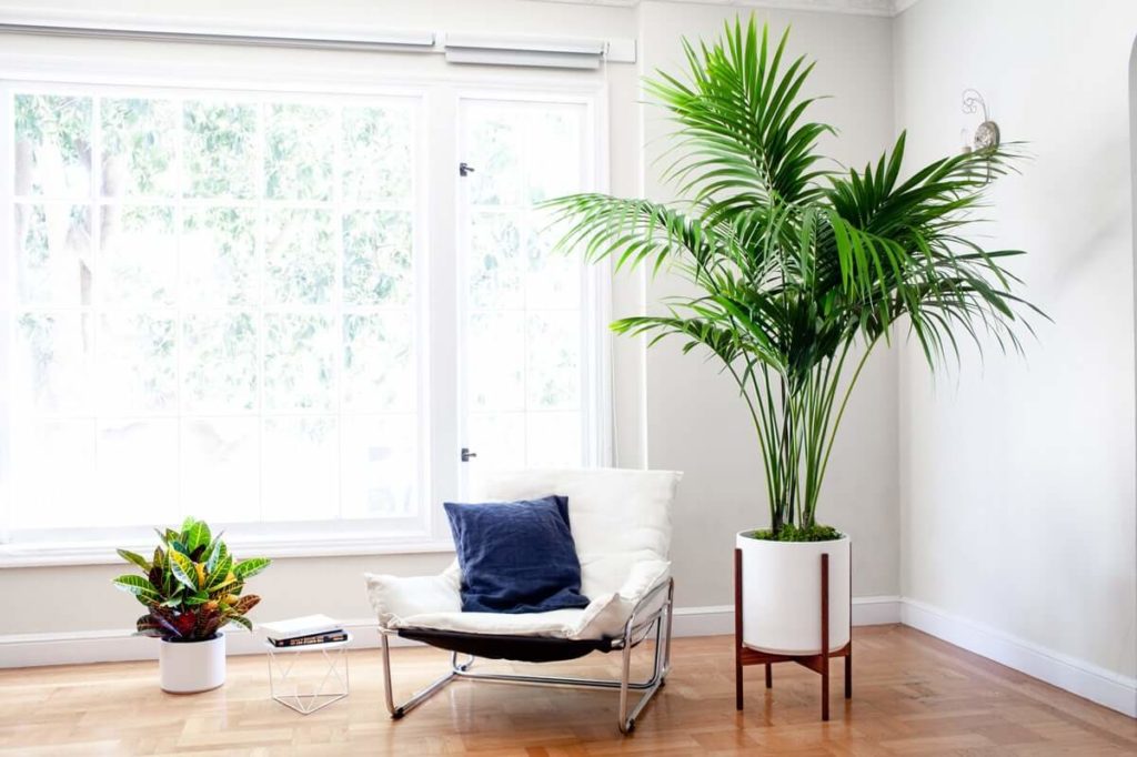 tall indoor plants with big leaves