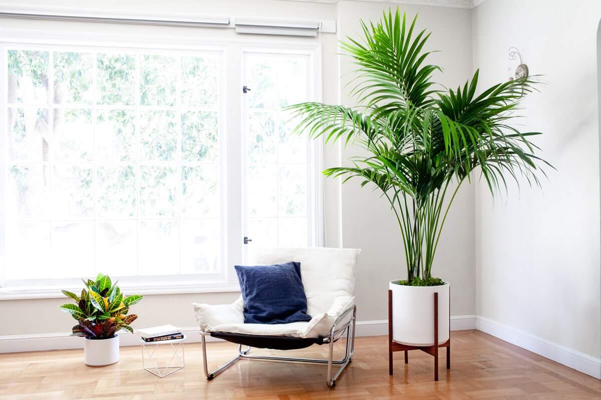 living room tall plants