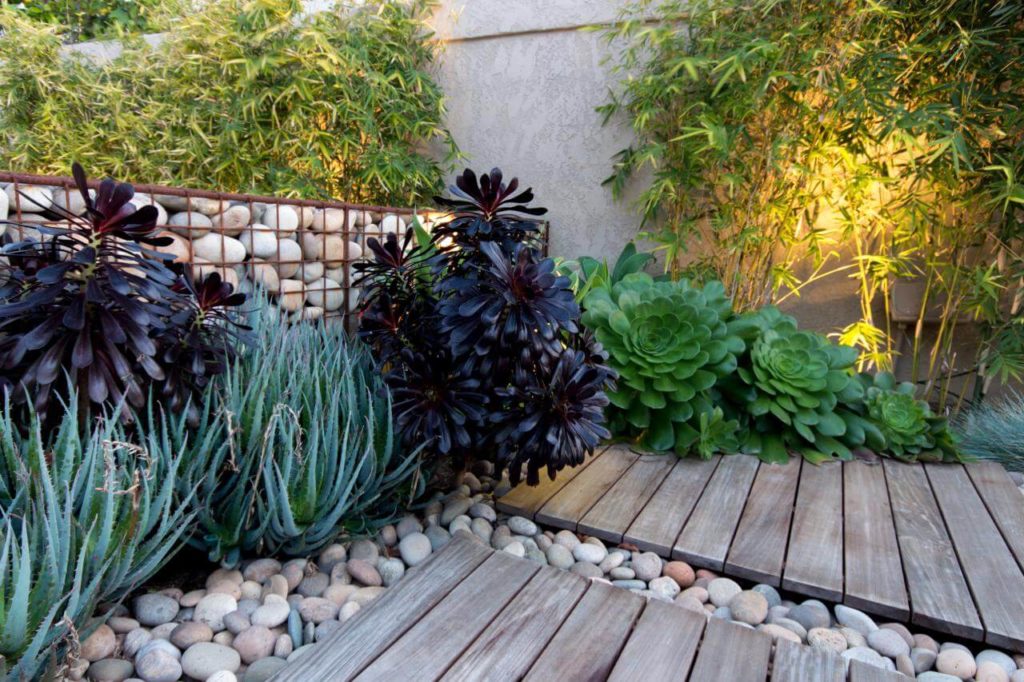 succulent garden ideas outdoor