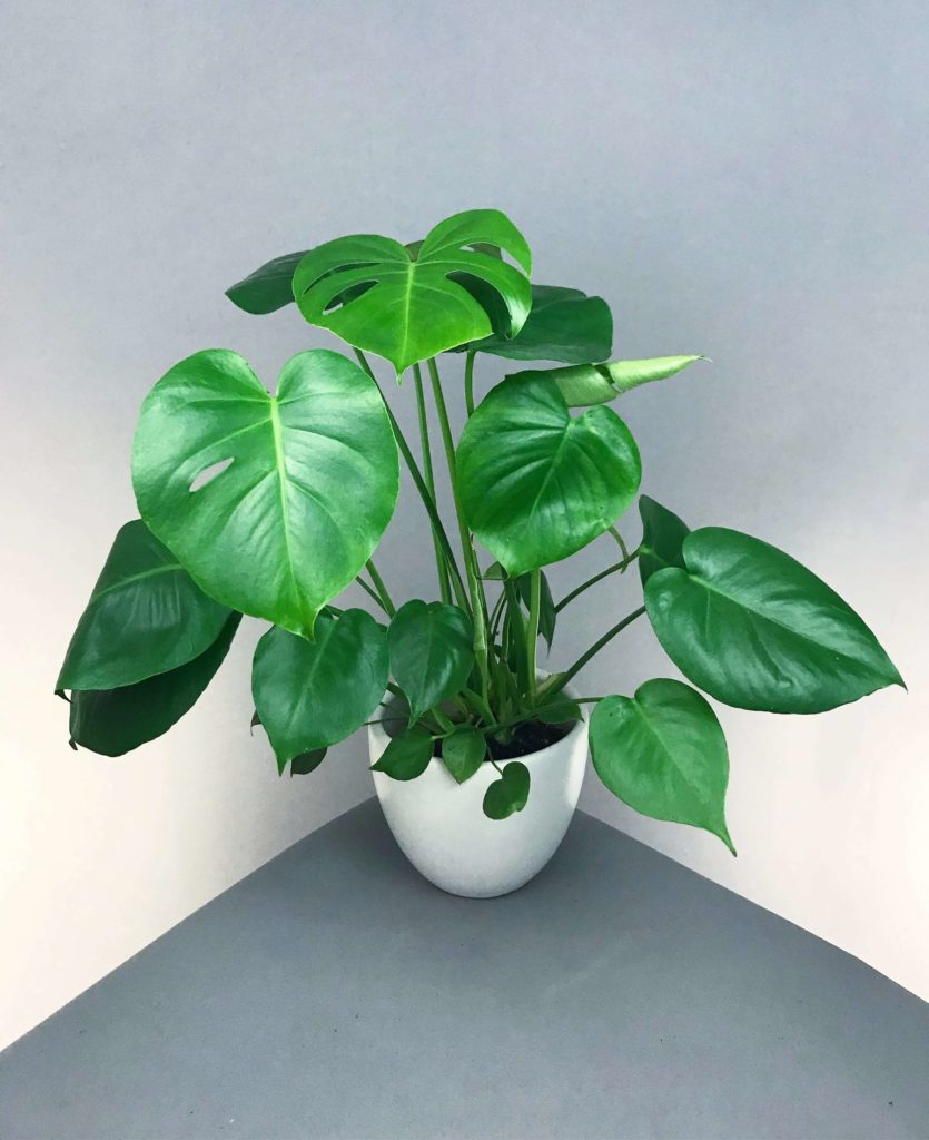 tall indoor plants with big leaves