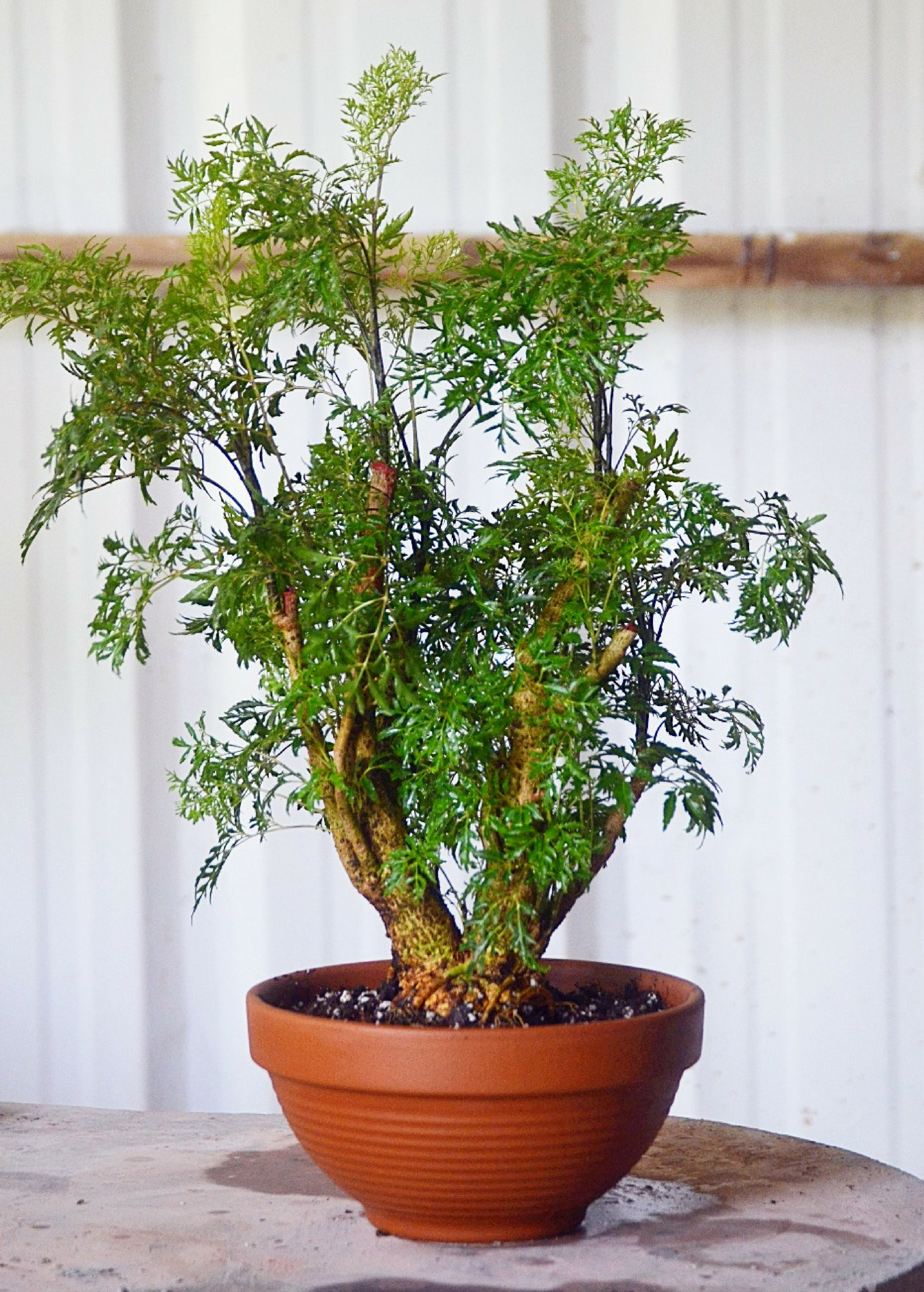 tall indoor plants with big leaves