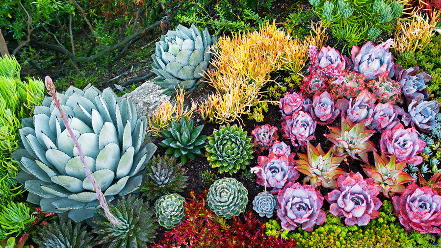 succulent garden ideas outdoor