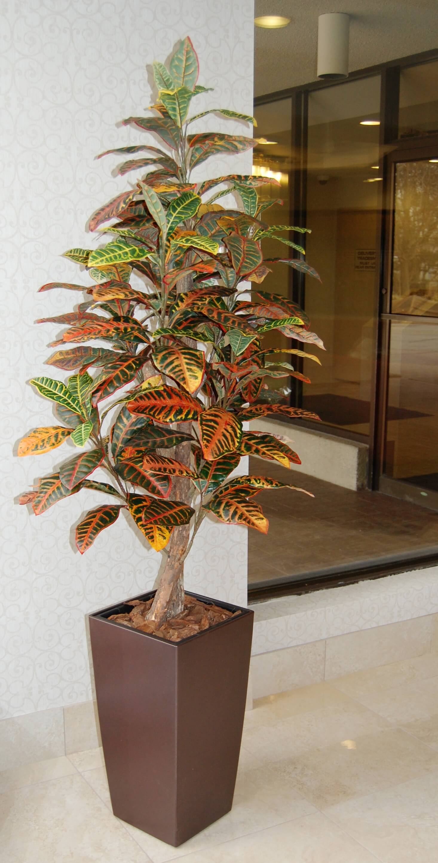  tall  indoor  plants  with big leaves