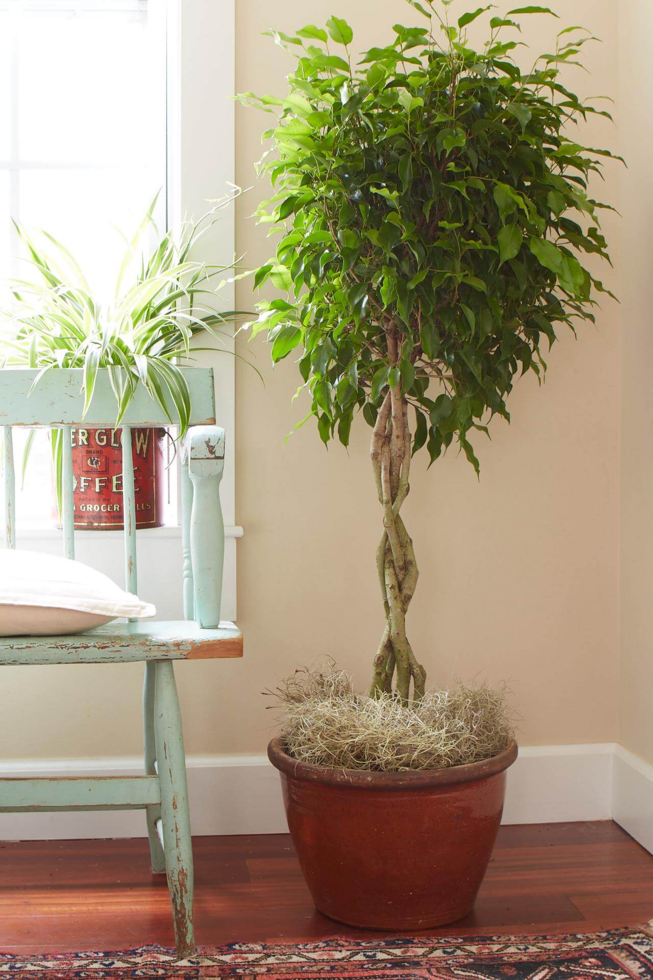 tall indoor plants with big leaves