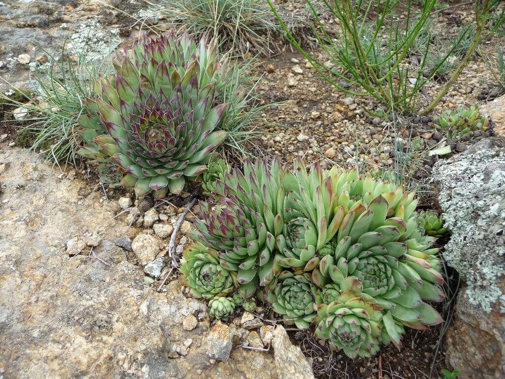 succulent garden ideas outdoor