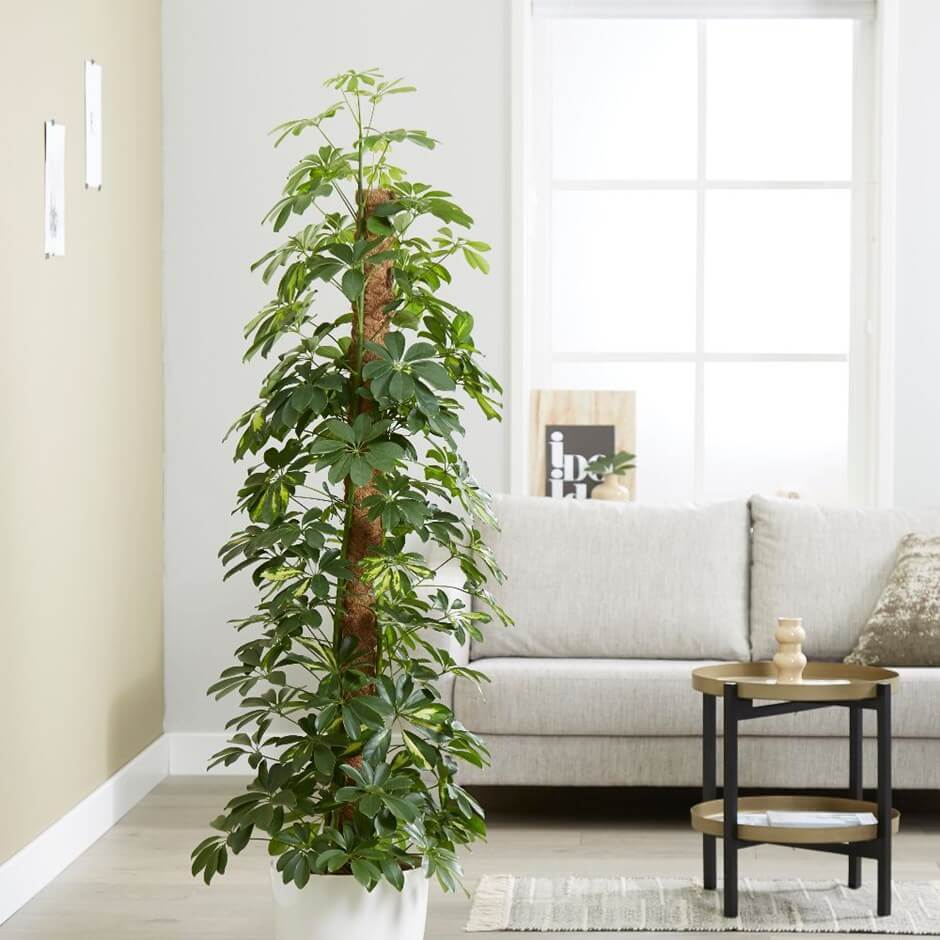 tall indoor plants with big leaves