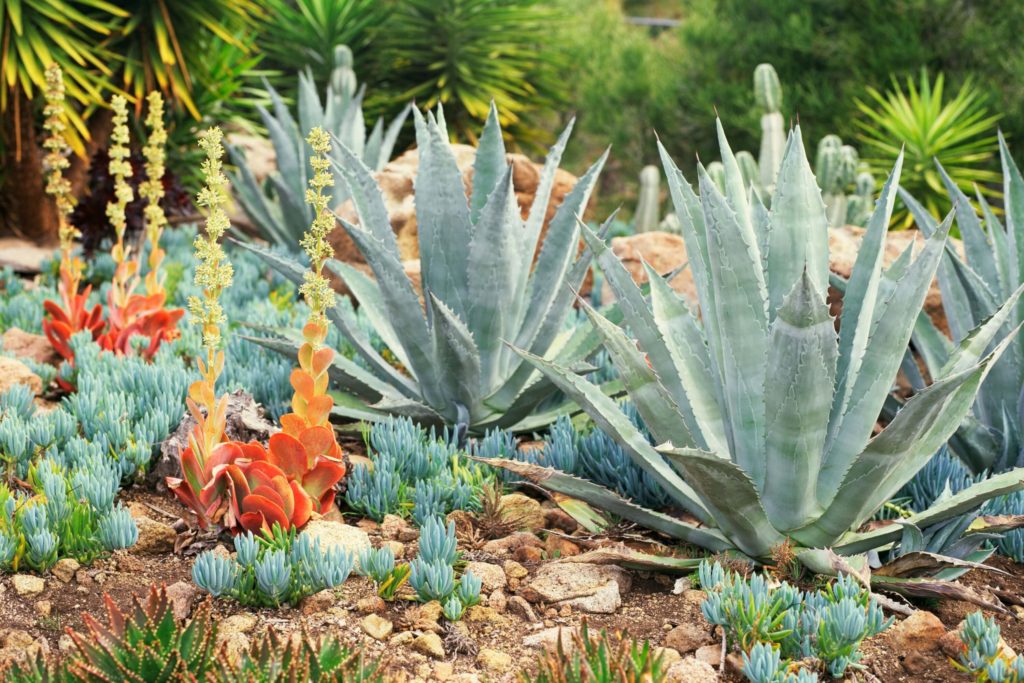 succulent garden ideas outdoor