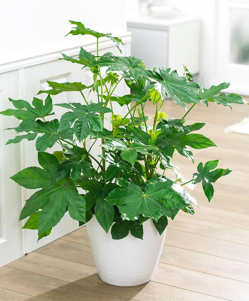 tall indoor plants with big leaves