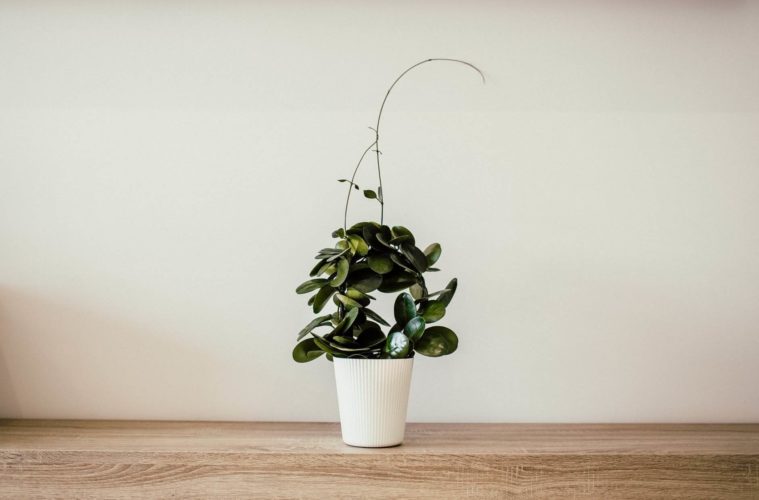 Best Suitable Low Light Indoor Plants For Darker Corners