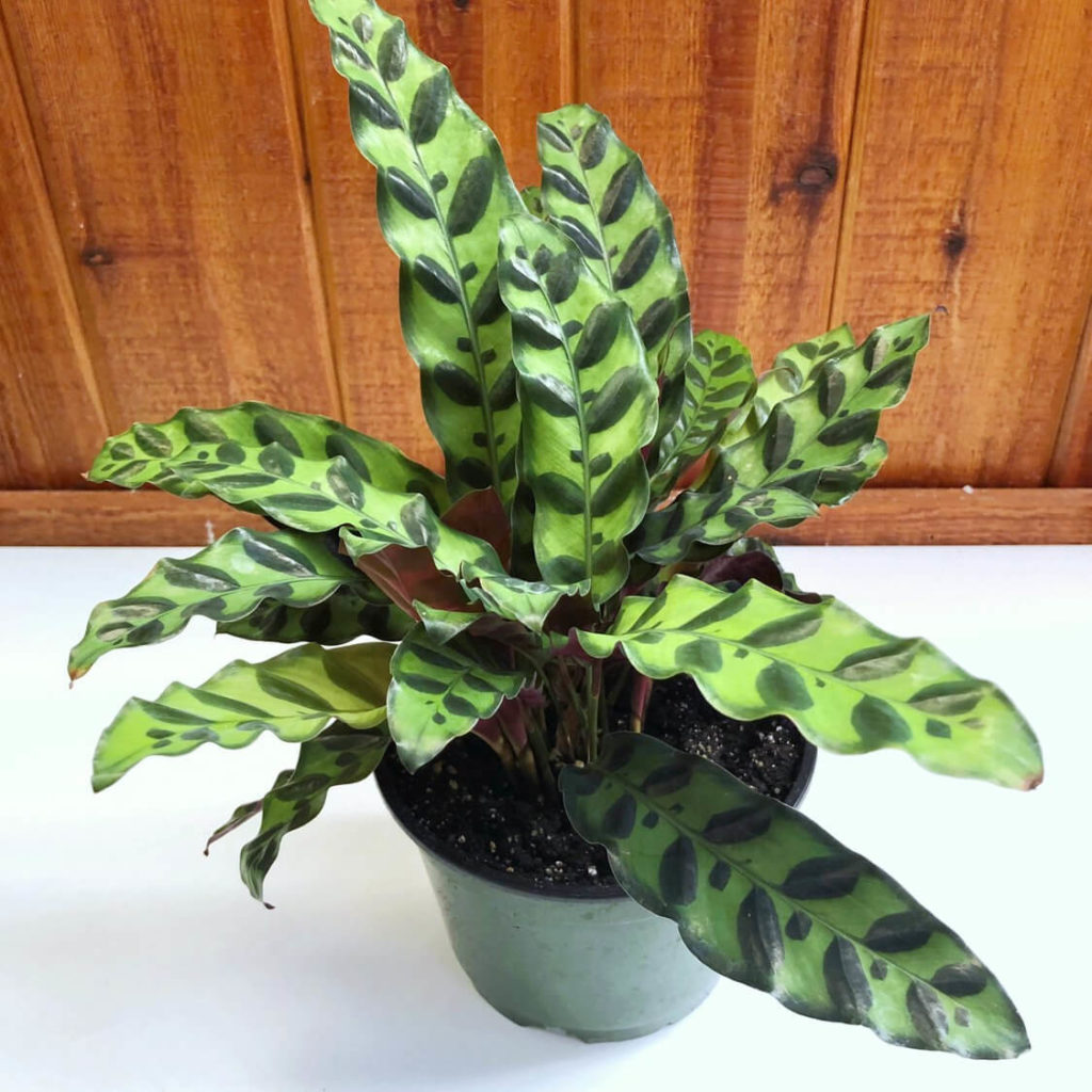 low light indoor plants for darker corners - Rattlesnake Plant