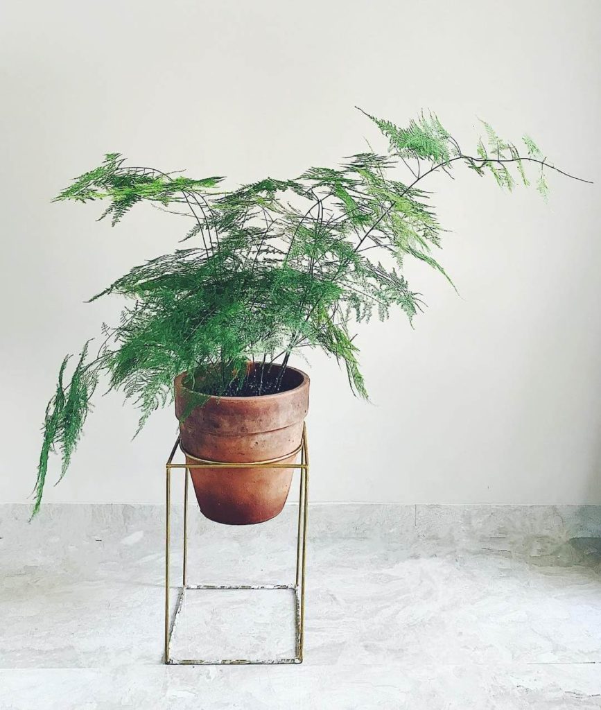 low light indoor plants for darker corners - Asparagus Fern