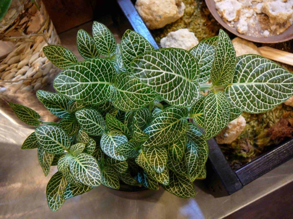 low light indoor plants for darker corners - Fittonia