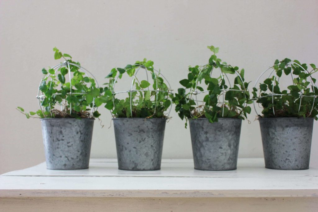 low light indoor plants for darker corners - Creeping Fig