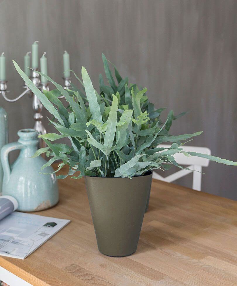 low light indoor plants for darker corners - Bear’s Paw Fern