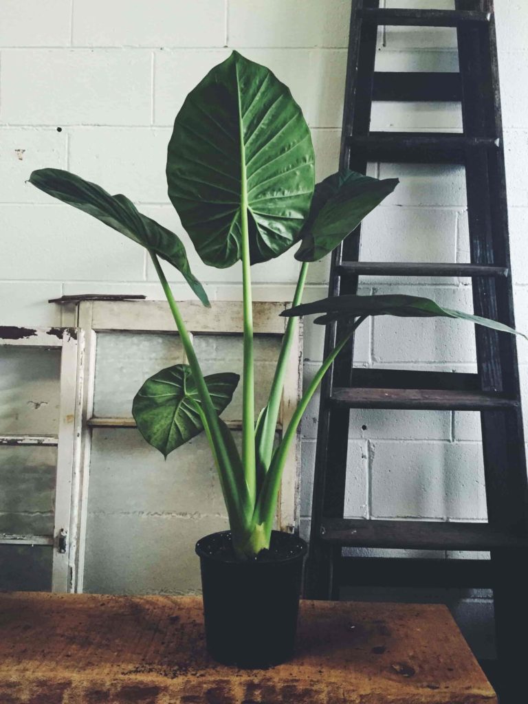 low light indoor plants for darker corners - Elephant’s Ear